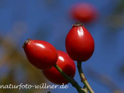 Hundsrose (Rosa canina) Foto W. Willner-2