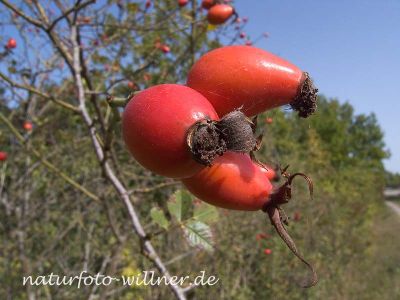 Hundsrose (Rosa canina) Foto W. Willner-4