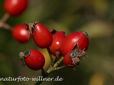 Hundsrose (Rosa canina) Foto W. Willner