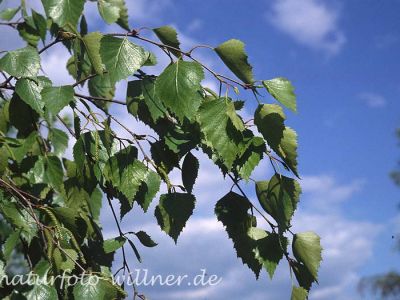 Hängebirke (Betula pendula) Foto W. Willner-4