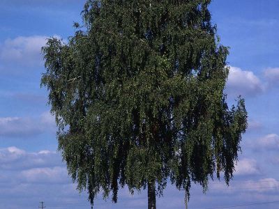 Hängebirke (Betula pendula) Foto W. Willner-5