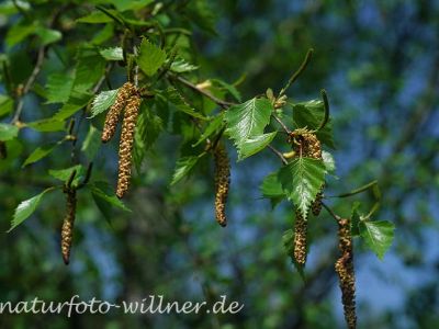 Hängebirke (Betula pendula) Foto W. Willner-6