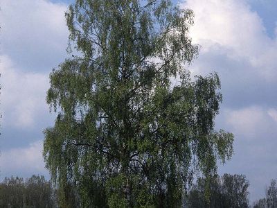 Hängebirke (Betula pendula) Foto W. Willner