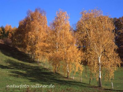 Hängebirken Betula pendula Foto W. Willner_056
