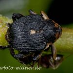 Irisrüssler (Mononychus punctumalbum) Foto W. Willner-2