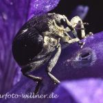 Irisrüssler (Mononychus punctumalbum) Foto W. Willner-5