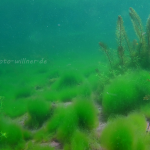 Isarzufluß Unterwasser 5 Foto W. Willner