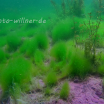 Isarzufluß Unterwasser 6 Foto W