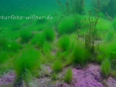 Isarzufluß Unterwasser 6 Foto W
