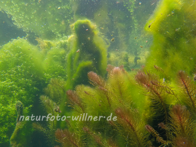 Isarzufluß Unterwasser 65 Foto W