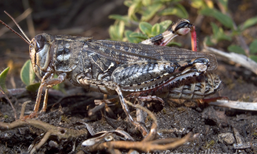 Italienische Schönschrecke (Calliptamus italicus) 12 Foto W. Willner