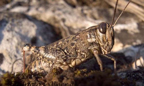 Italienische Schönschrecke (Calliptamus italicus) 15 Foto W. Willner