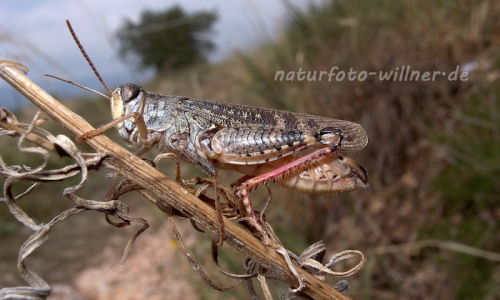 Italienische SchönschreckeNaturfoto Willner Italienische Schönschrecke