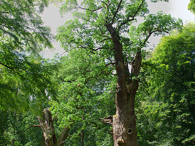 Naturfoto Willner Naturfoto Willner