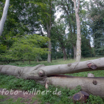 Naturfoto Willner Naturfoto Willner