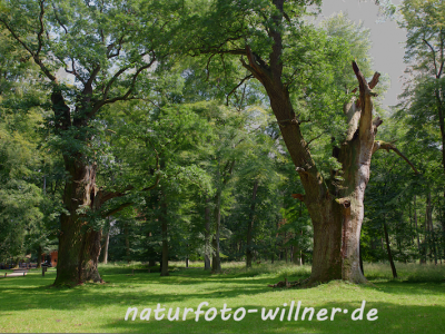 Naturfoto Willner Naturfoto Willner