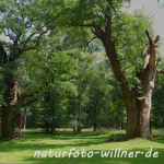 Naturfoto Willner Naturfoto Willner
