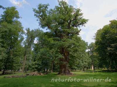 Naturfoto Willner Naturfoto Willner