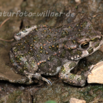 Wechselkröte Juntier (Bufo viridis) Foto W. Willner Naturfotoarchiv-9