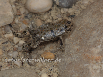 Wechselkröte Juntier (Bufo viridis) Foto W. Willner Naturfotoarchiv