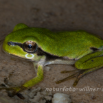 Laubfrosch Jungtier (Hyla arborea) Foto W. Willner.tif-13