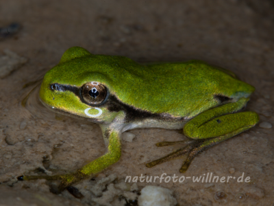Laubfrosch Jungtier (Hyla arborea) Foto W. Willner.tif-13