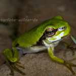 Laubfrosch Jungtier (Hyla arborea) Foto W. Willner.tif-6