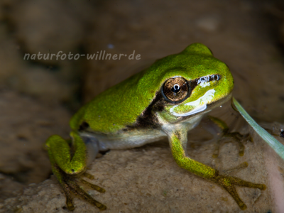 Laubfrosch Jungtier (Hyla arborea) Foto W. Willner.tif-6