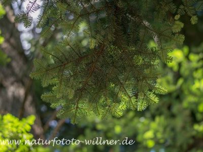 KIüstentanne Abies grandis Foto W. Willner DSC_5149