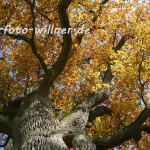 Naturfoto Willner Naturfoto Willner