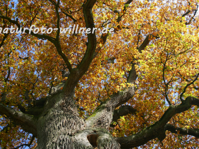 Naturfoto Willner Naturfoto Willner