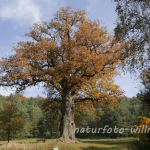 Naturfoto Willner Naturfoto Willner