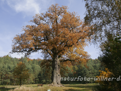 Naturfoto Willner Naturfoto Willner