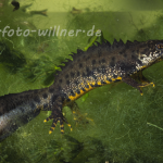 Kammolch 17 Foto W. Willner