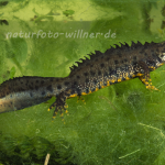 Kammolch 7 Foto W. Willner