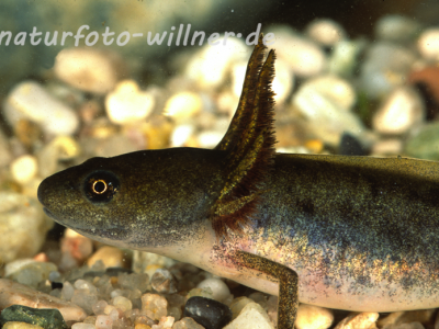 Kammolchlarve 11 Foto W. Willner