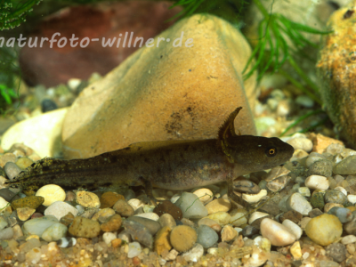 Kammolchlarve 12 Foto W. Willner