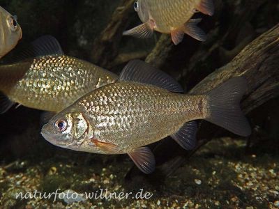 Karausche Carassius carassius