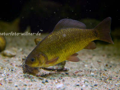 Karausche Carassius carassius Naturfoto Willner Naturfoto Willner