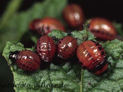 Kartoffelkäfer Foto W. Willner11