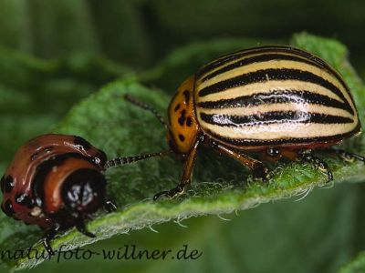 Kartoffelkäfer Foto W. Willner18