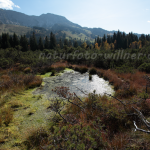 Naturfoto Willner Naturfoto Willner