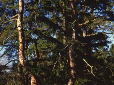 Kiefern Pinus sylvestris Foto W. Willner 744