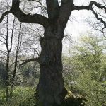 Kilianseiche im Steigerwald