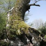 Kilianseiche im Steigerwald 5 Foto W. Willner