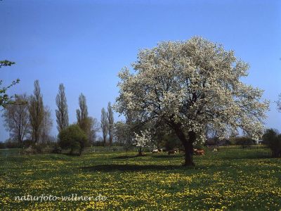 Kirschblüte Foto W. Willner 989