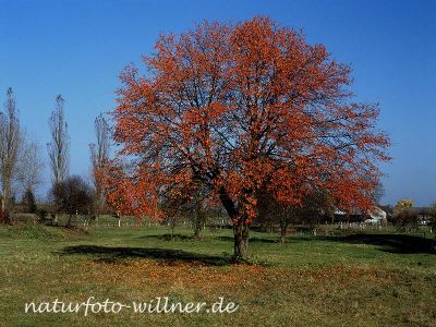Kirsche Herbstfärbung 3 Foto W. Willner