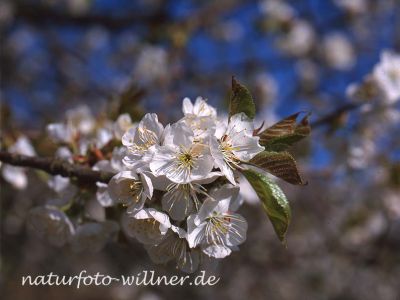 Kirsche Prunus sp. Foto W. Willner 092 (2)