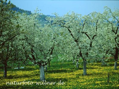Kirsche Prunus sp. Foto W. Willner 108