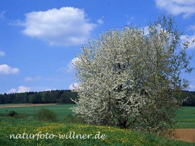 Kirsche Prunus sp. Foto W. Willner 148